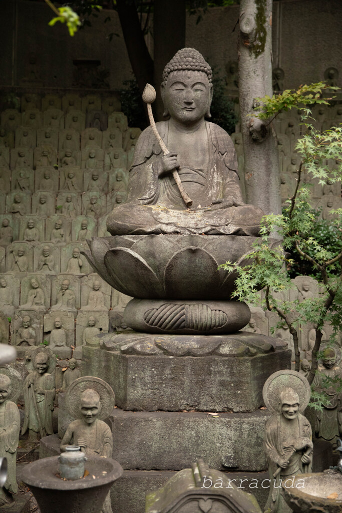 目黒・大円寺③