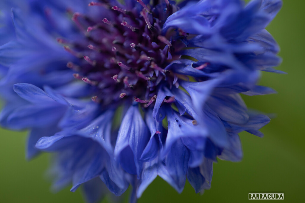 花びらかしべか