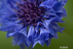 花びらかしべか