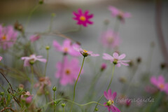 舞岡公園シリーズ