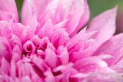 町田ダリア園シリーズ①