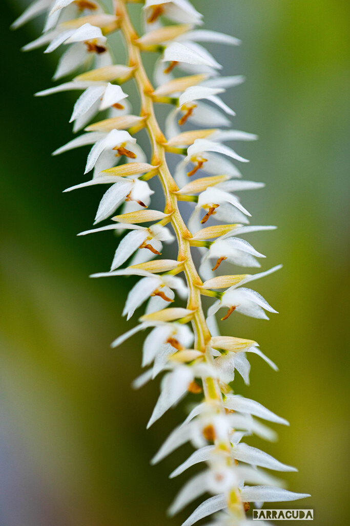 小石川植物園にて⑤