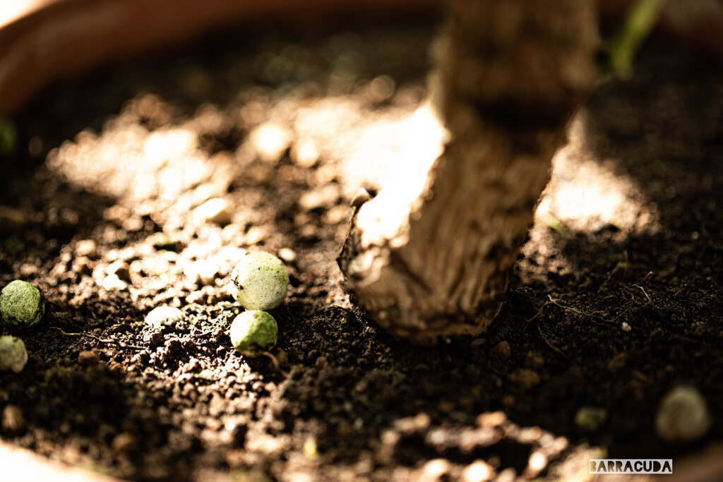 小石川植物園にて⑥