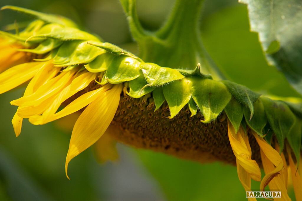 横浜のひまわり畑⑥