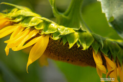 横浜のひまわり畑⑥