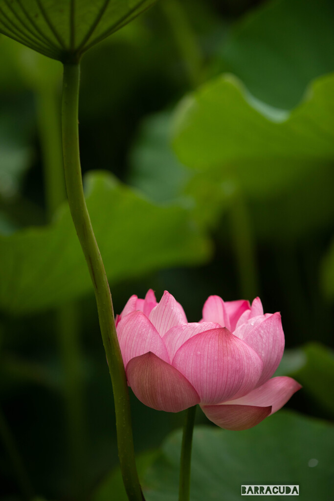 早朝観蓮（れん）会④