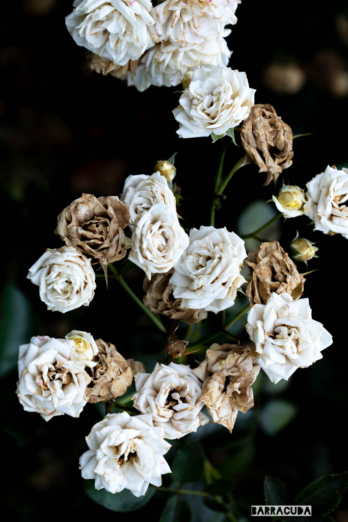 薔薇の執念