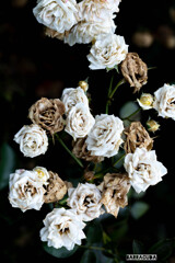 薔薇の執念