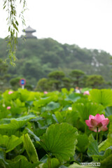 早朝観蓮（れん）会②