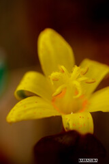 小さい秋を探しに③