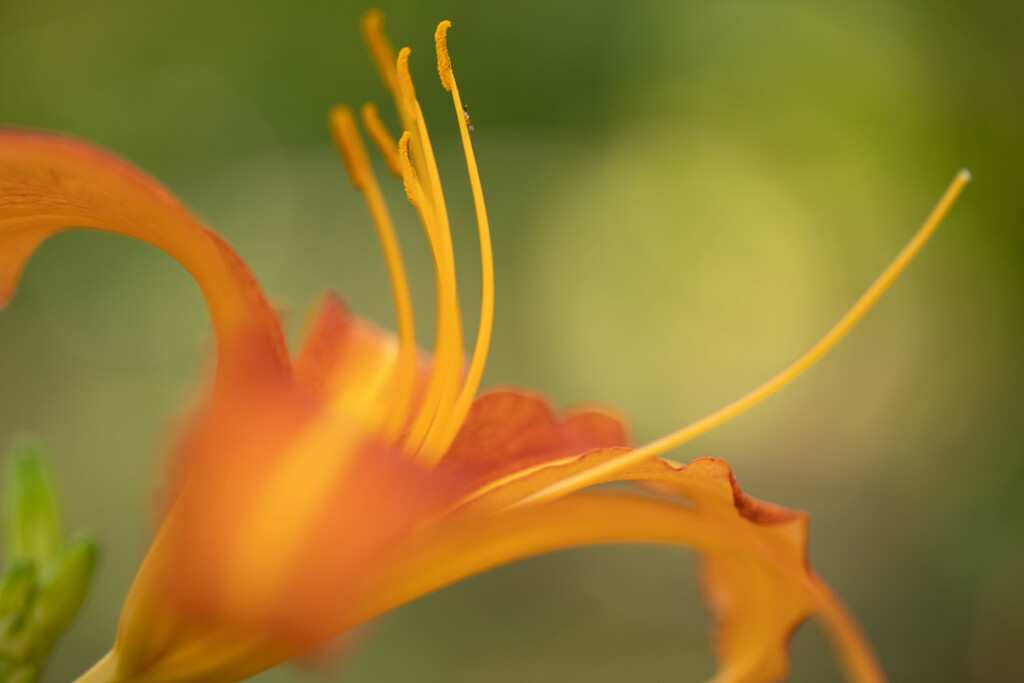 オレンジの百合