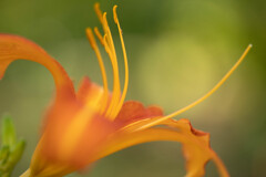 オレンジの百合