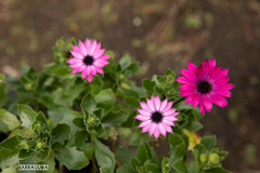 江の島の花シリーズ⑤