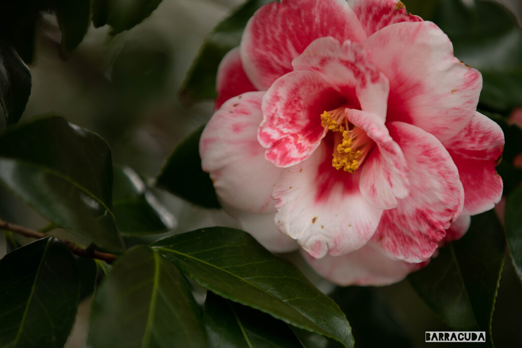 江の島の花シリーズ⑥