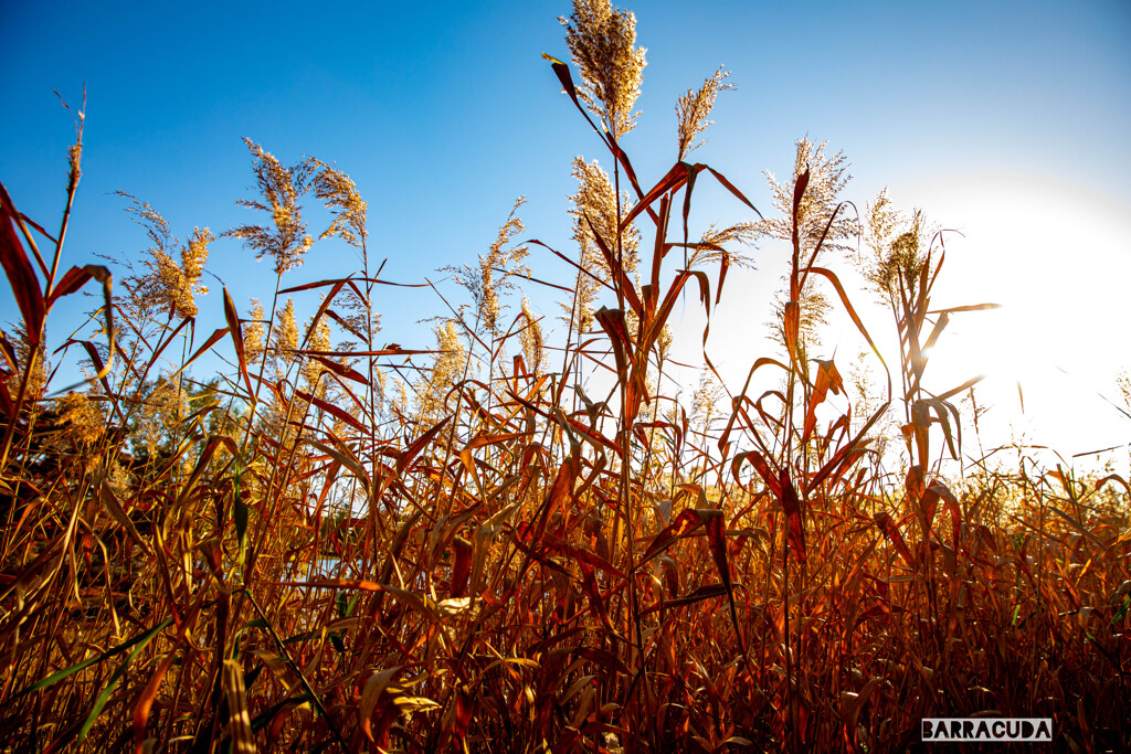 昭和記念公園⑥