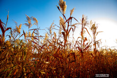 昭和記念公園⑥