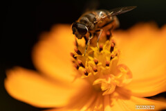 晩夏の花たち④
