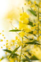 アカシア ブラマニー