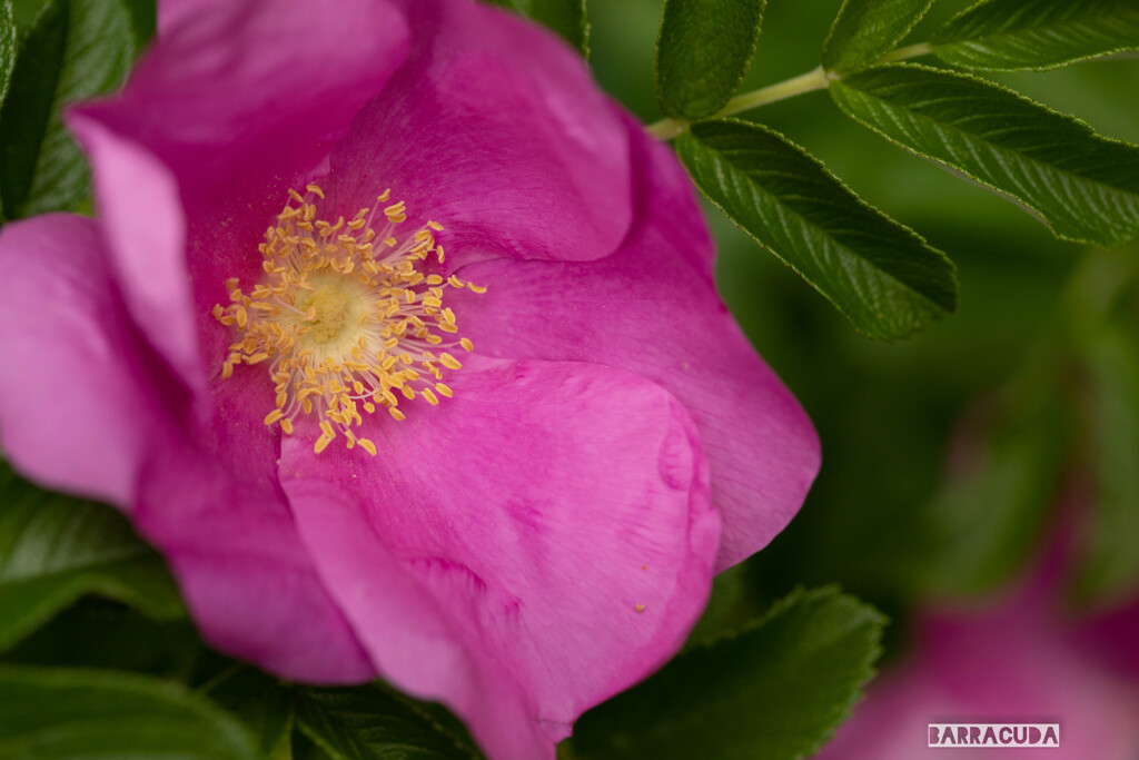 5月の薔薇⑪