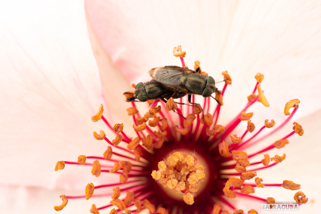 神代植物公園にて⑥
