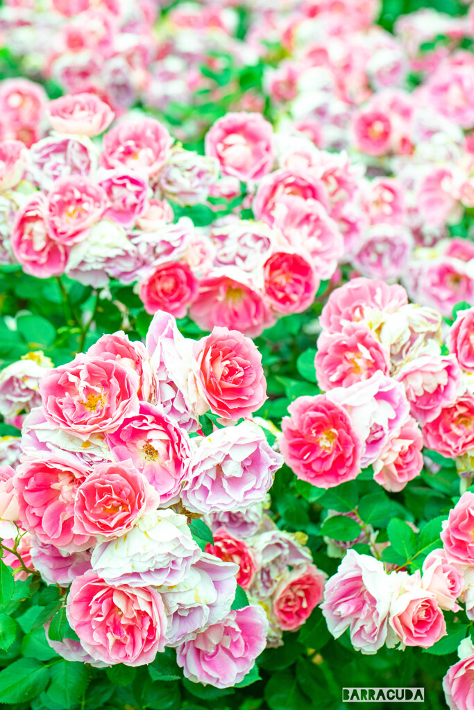 代々木公園バラの園③