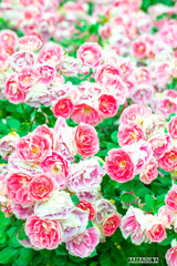 代々木公園バラの園③