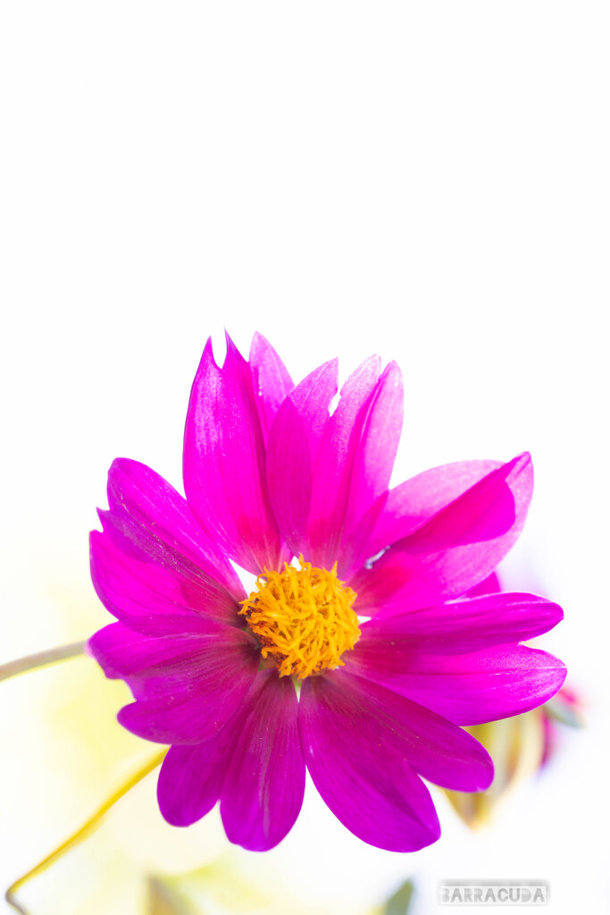 困ったらハイキー