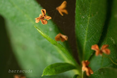 魅力的な葉っぱたち⑦