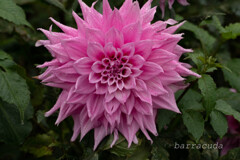 町田ダリア園シリーズⅡ　③