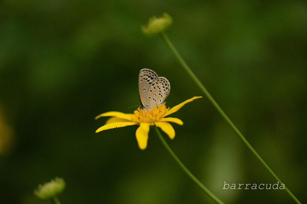 こども植物園の虫たち①