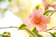 ツバキ　明るく