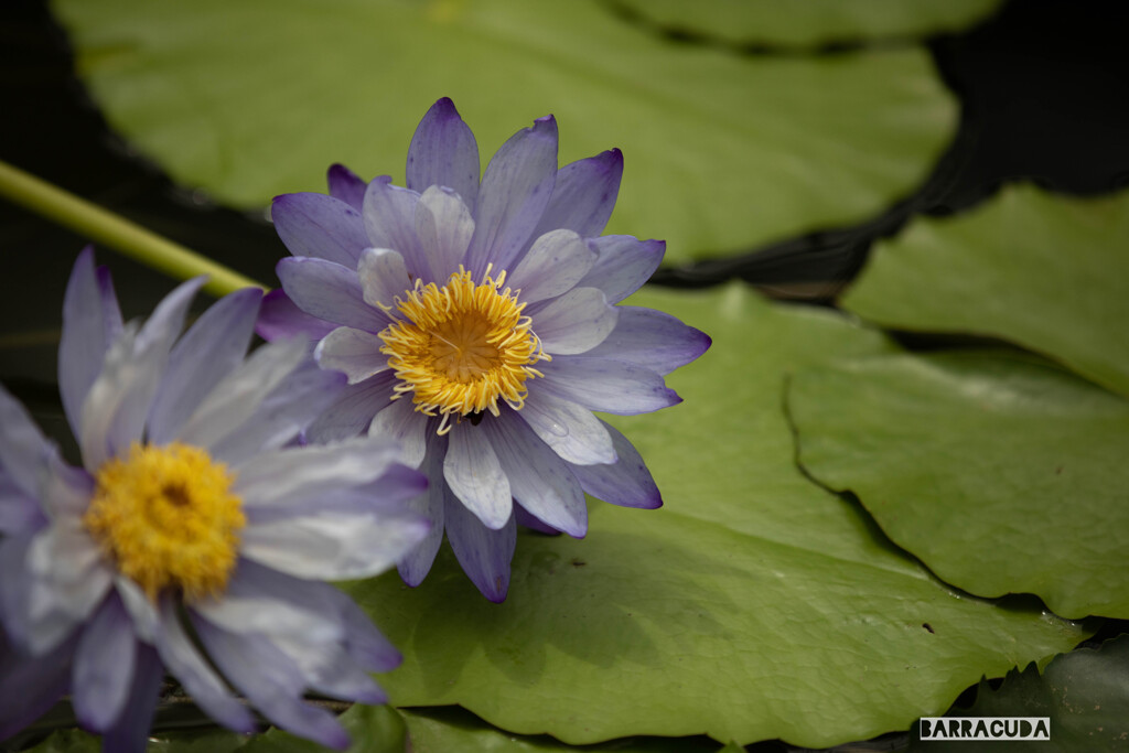 神代植物園・スイレン④
