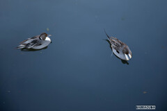 『追いかける』（三渓園・番外編）