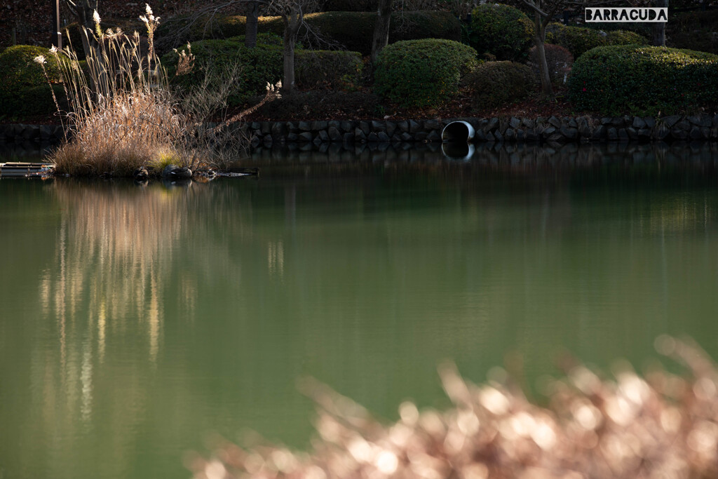 薬師池公園とリス園①　浮島