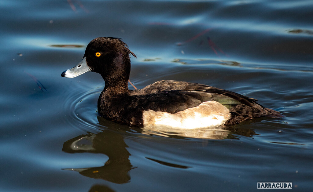 キンクロハジロかな