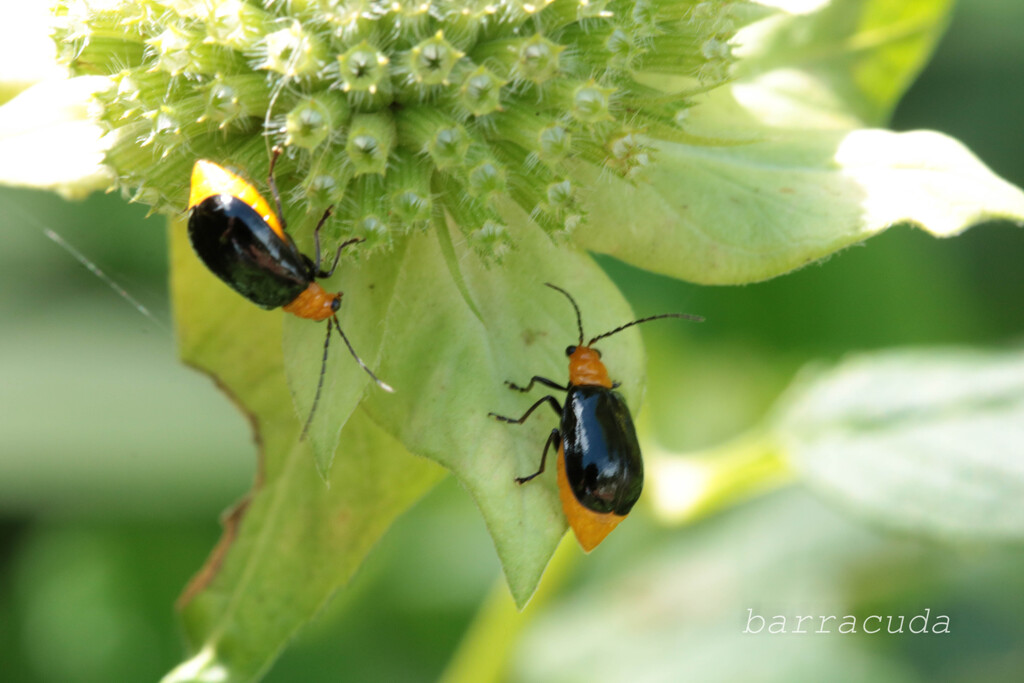 無視できない虫シリーズ⑤
