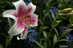 早朝アジサイ観覧②