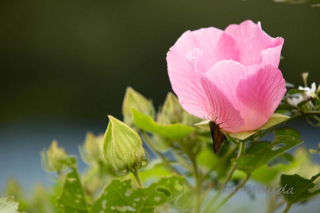 舞岡公園シリーズ