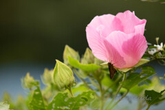 舞岡公園シリーズ