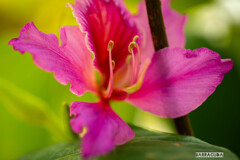 小石川植物園にて⑧