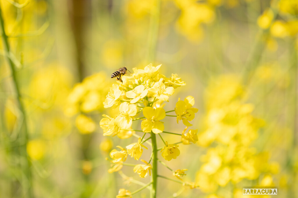 みつばちと菜の花シリーズ③