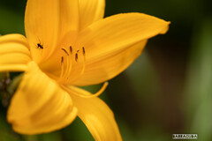 ユリシリーズ⑨