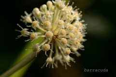 こども植物園ではやっぱりお花じゃないと⑤