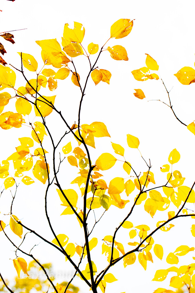 遊んでみました！( ﾟДﾟ)①