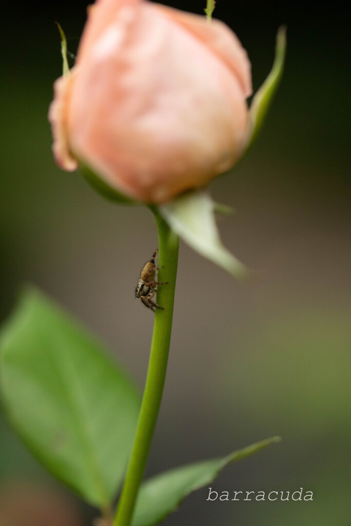 こども植物園の虫たち④