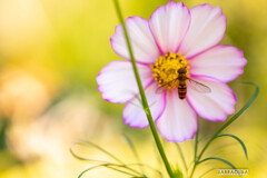 イングリッシュガーデンおまけ③