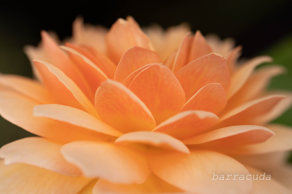 港が見える丘公園⑨