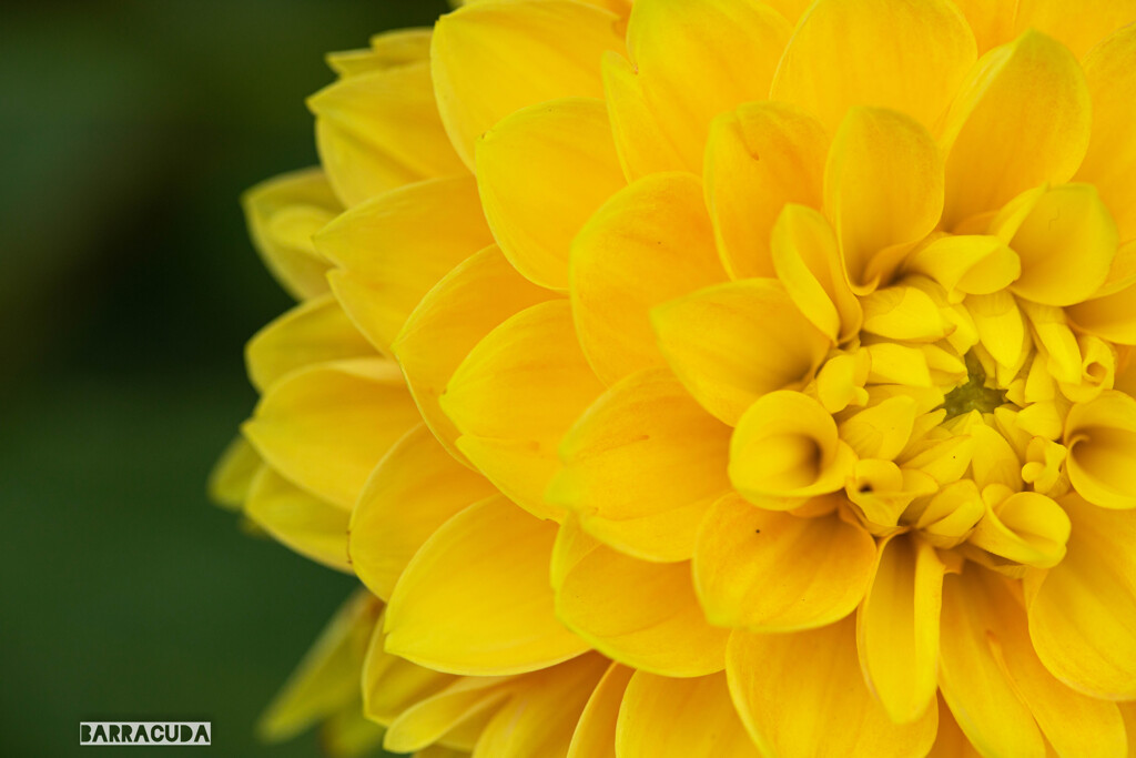 神代植物園・ダリア⑤