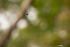 舞岡の秋の仲間④