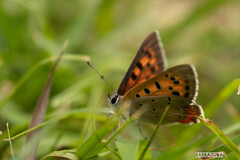 梅雨の申し子?①